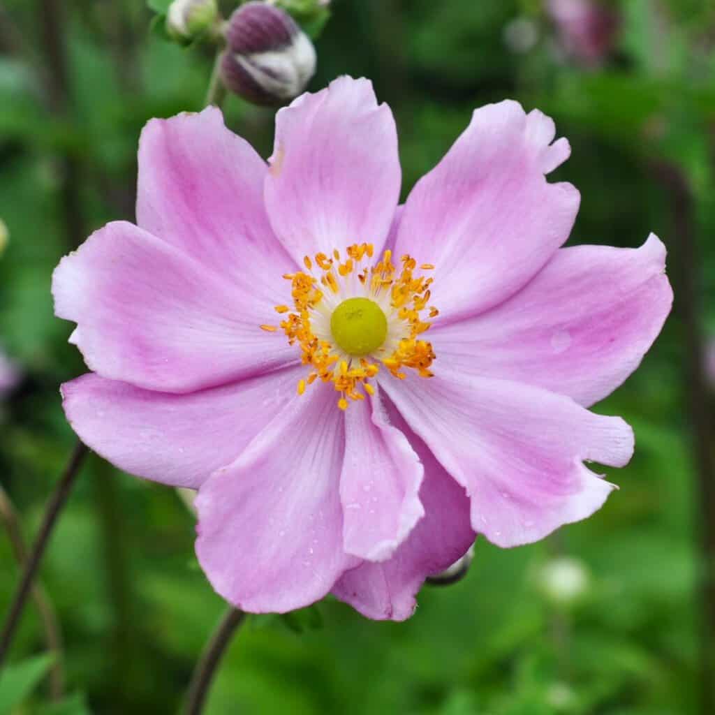 Anemone x hybrida 'Königin Charlotte' ---